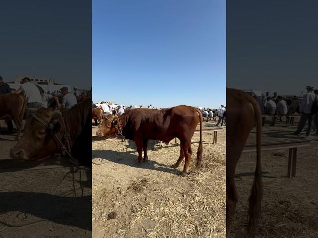 #xojeli #мухаммеднукус #shorts #bulls