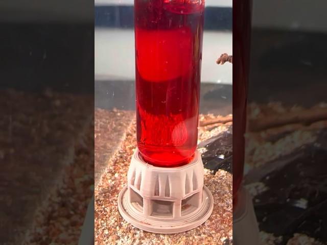 Why did my ants stop eating?