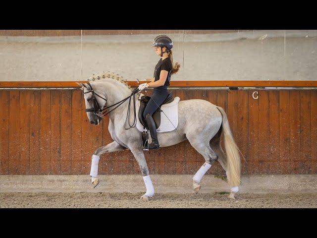 Horse for Sale |  Elite Lusitano Stallion: Future Grand Prix Star with Olympic Bloodlines (REF#787)