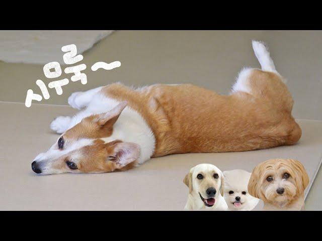 A puppy feeling left out in a home with many dogs