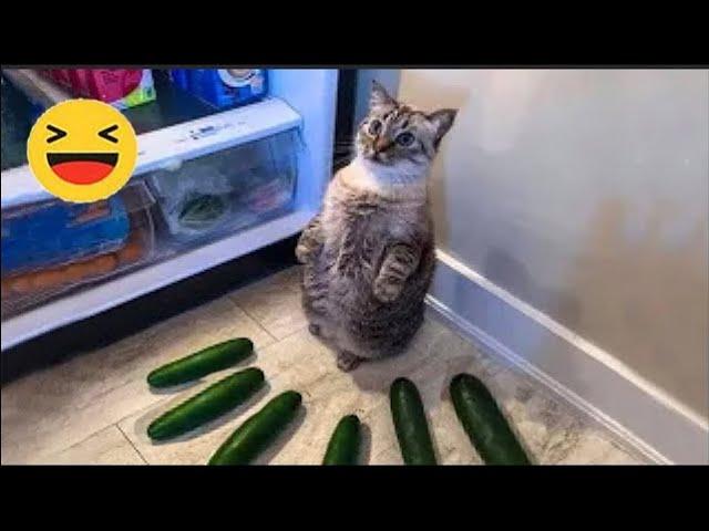 Funniest Cats  - Silliest Creature on Earth  - Funny Cats Videos 2023