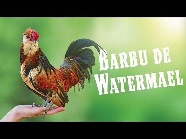 Everything you need to know about the Barbu de Watermael