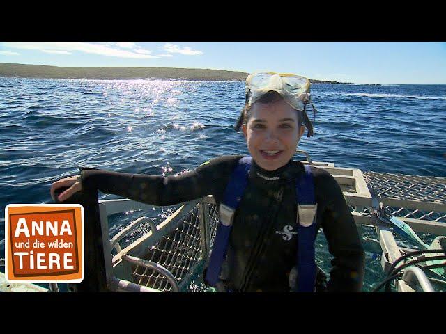 Mit dem Hai unter Wasser | Reportage für Kinder | Anna und die wilden Tiere