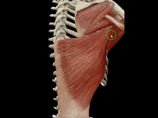 Shoulder adduction