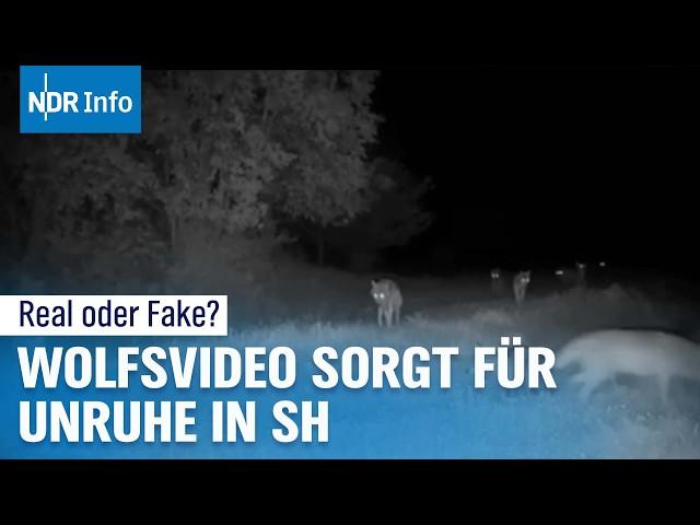 Virales Video vom Wolf in Schleswig-Holstein: Wahrheit oder Fake? I NDR Info