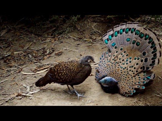 Bornean peacock-pheasant