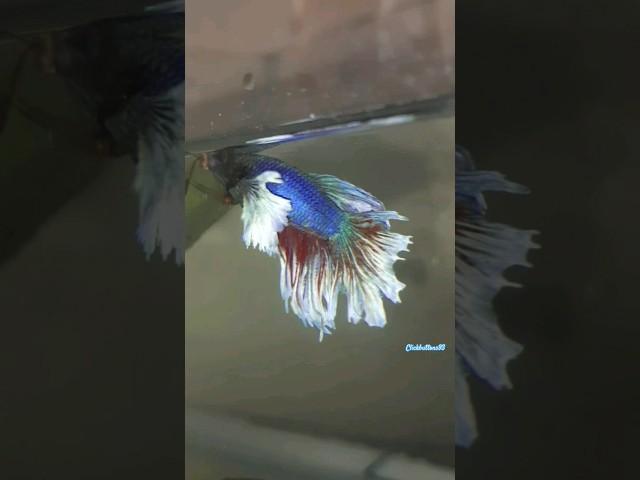 Betta fish jumping training #shortvideo #shorts #fishing #training #bettafish