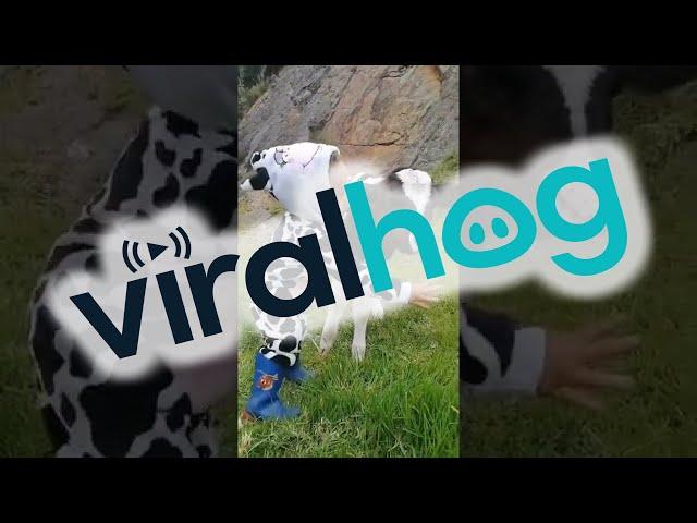 Little Girl Sings To Baby Calf || ViralHog