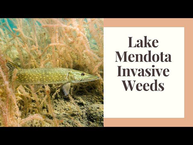 Lake Mendota and Eurasian Water Milfoil: Invassive Weed control