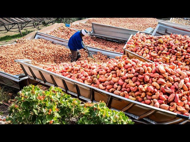 Macadamia, Cashew, Pistachios Harvesting - How Farmers Harvest Millions Tons Of Nuts - Nuts Factory