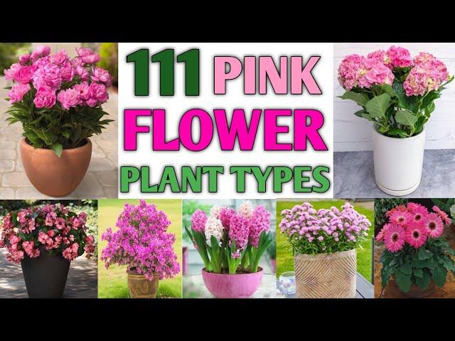 111 Pink Flower Plants | Pink Flower Plant Varieties | Types of Pink Flower | Plant and Planting