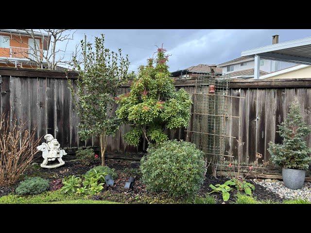 Garden Tour, Back Yard (4K) - New Year 2025