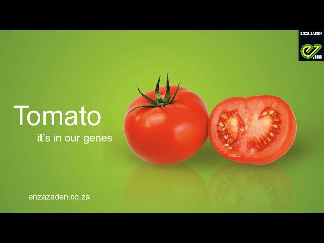 Enza Zaden Tomato with a Difference