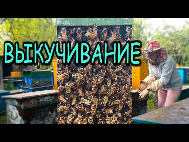 Почему выкучиваются пчелы?