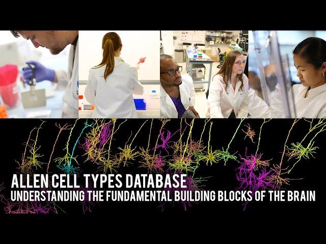 Allen Cell Types Database: Understanding the fundamental building blocks of the brain