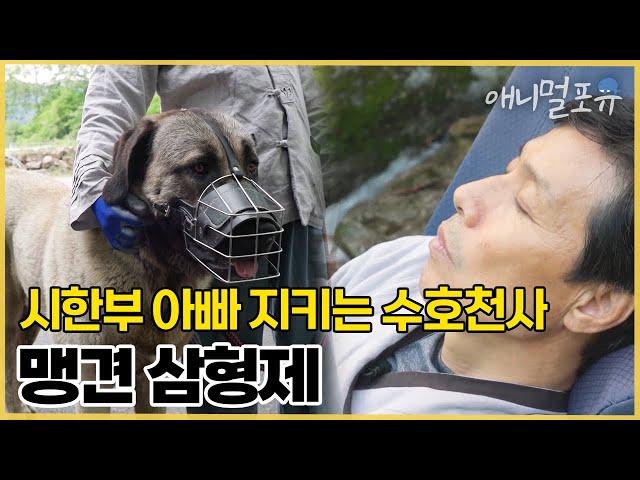 시한부 아빠를 지켜주는 수호천사 70kg 초대형 맹견 삼형제 I KBS 류수영의 동물티비 210619 방송