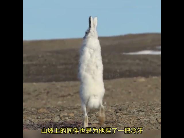 白狼群獵殺野兔 #神奇動物在抖音 #野生動物零距離 #動物世界