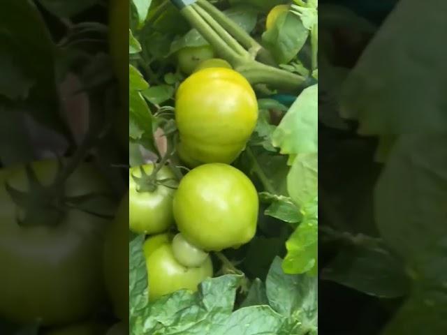 #tomatoes#vegetables#vegetablelovers#homegarden#gardening#farming