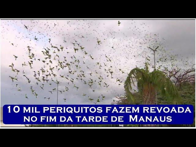 10 mil periquitos fazem revoada no fim da tarde de  Manaus - Myx 10