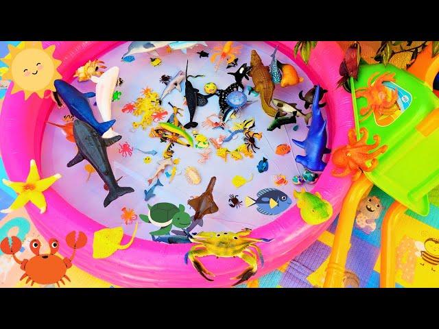 SEA ANIMALS FOR TODDLERS: SQUID, LOBSTER, MARLIN, SHARK, SEA DRAGON, WALRUS, OCTOPUS, AND OTHERS