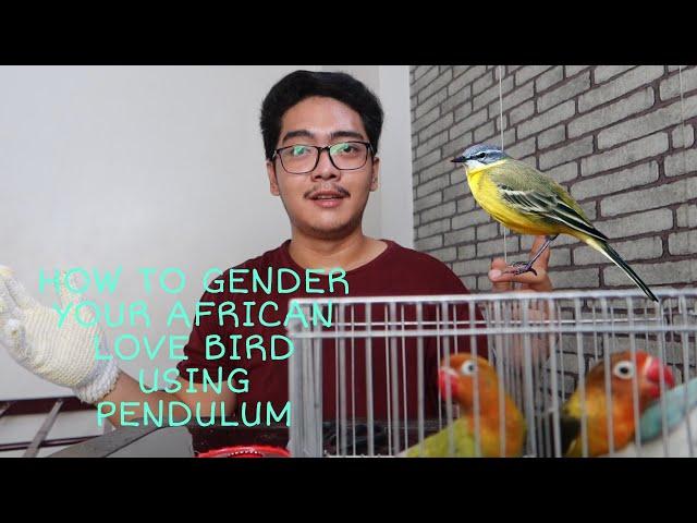 HOW TO GENDER YOUR AFRICAN LOVE BIRDS USING PENDULUM