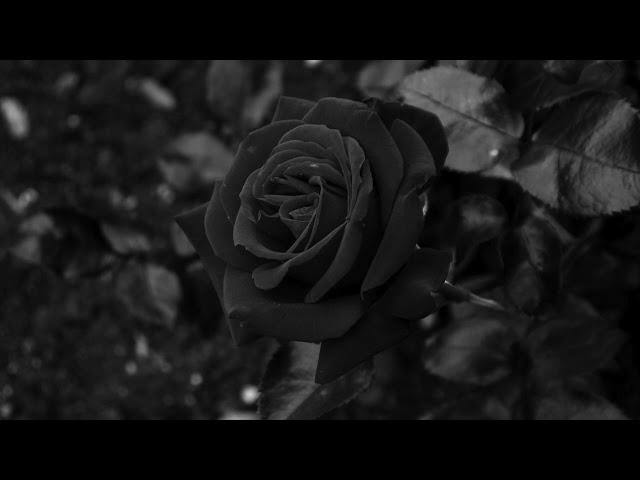 BRYZ - Black Rose