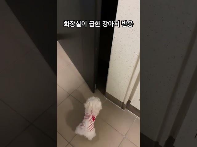 (632만뷰!!)화장실이 급한 강아지 #강아지 #말티푸 #멍미르 #화장실 #short #shorts #shortvideo
