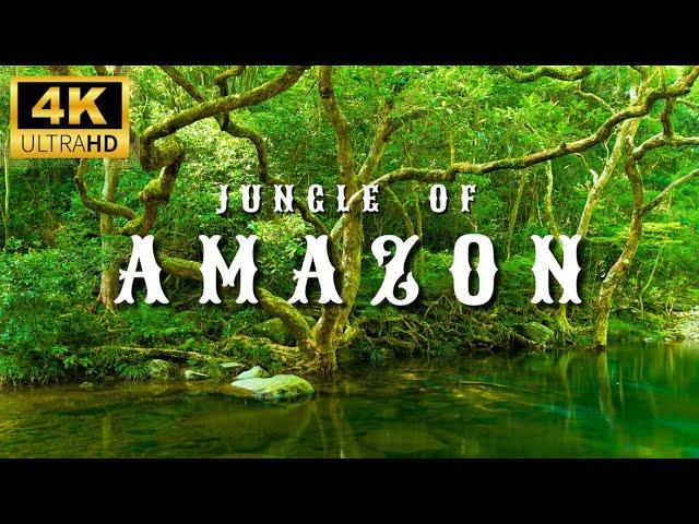 4K Amazon Rainforest Wildlife - Discover the Creatures That Inhabit the Jungle