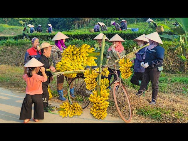 Dwarf Family Harvesting Bananas & Ripens Them Underground | Sell to Kind Villagers | Harvesting joy.