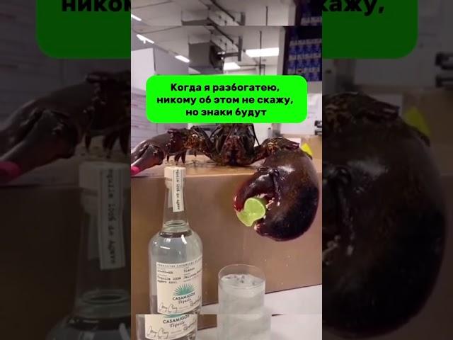 Подпишись и возможно Лобстер будет делать коктейль уже тебе  Всем добра! . #рецепт #юмор