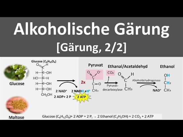 Alkoholische Gärung [Gärung, anaerobe Stoffwechselprozesse, 2/2] - [Biologie, Oberstufe]