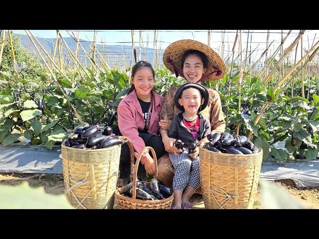 Harvesting eggplant with Sua: Complete 100% bamboo kitchen | Ly Phuc Huyen