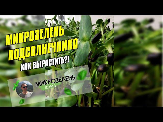 МИКРОЗЕЛЕНЬ ПОДСОЛНЕЧНИКА - КАК ВЫРАСТИТЬ  ПРОРАЩИВАНИЕ ПОДСОЛНУХА  СЕМЕНА ПОДСОЛНЕЧНИКА