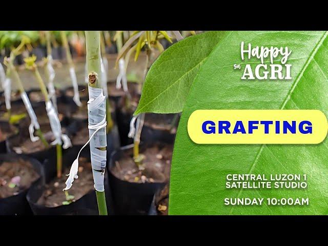 Grafting | Happy sa Agri | November 24, 2024