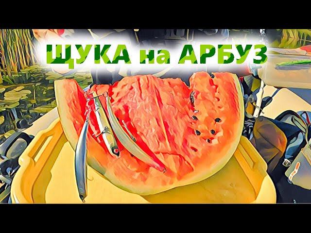 Ловля щуки на АРБУЗ. SHITCHALLENGE