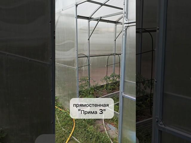 Прямостенная теплица для высокорослых томатов @Teplici  #теплица