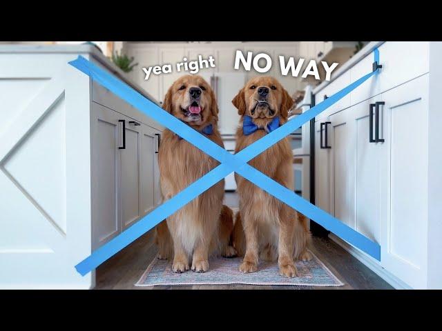 My Dogs React to the Painter's Tape Challenge