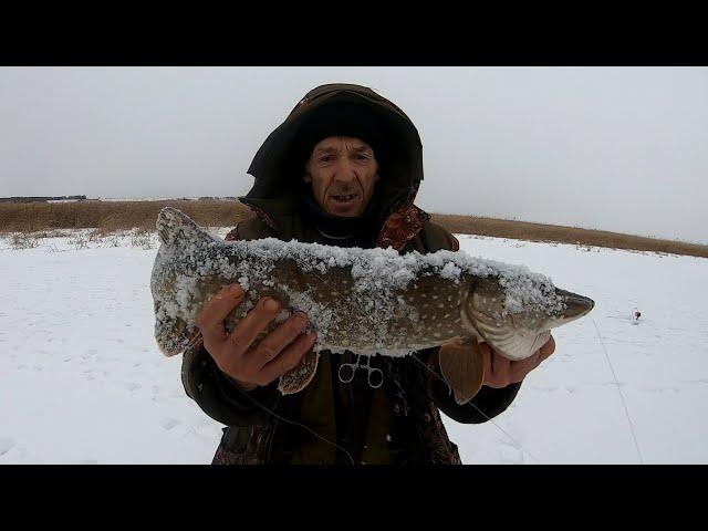 Щука на жерлицы 2020, Уехали на новые места! Разведка удалась! Щука обрывает жерлицы!