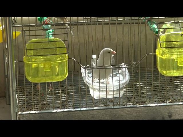 ΜΠΑΝΑΚΙ ΜΕ ΜΗΛΟΞΥΔΟ....CANARY CLEANING WITH APPLE VINEGAR