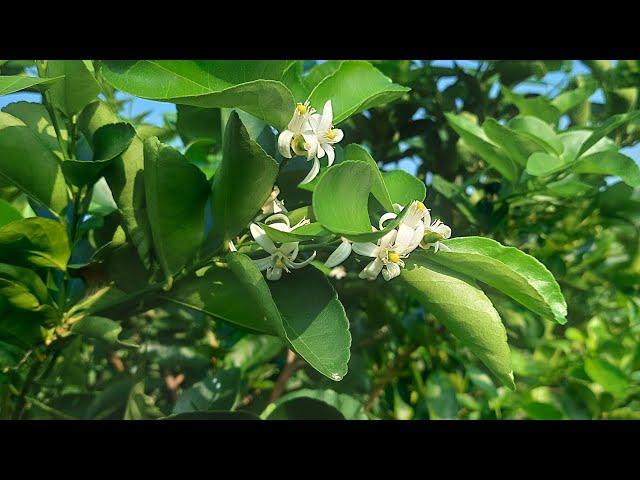 Floracion de inducción forzada de limon persa