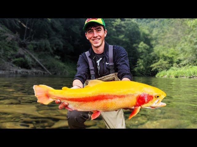 Best LURES and TACTICS to Catch The Biggest Trout - PA Trout Fishing (Secrets Revealed) Big Palomino