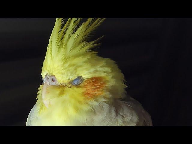 Music for Your Cockatiel | Sounds to Relax Your Cockatiels