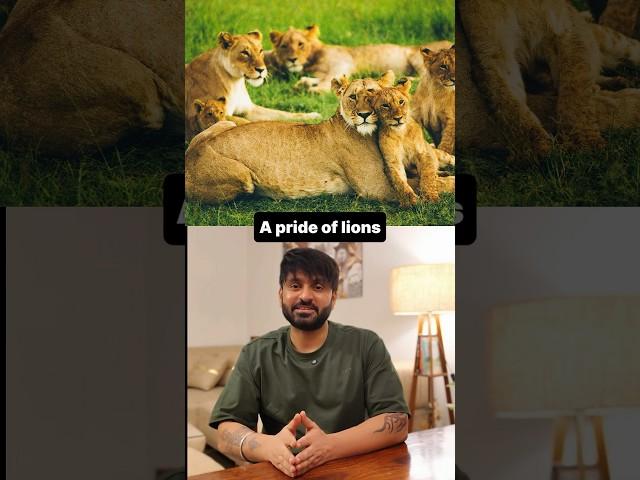Collective Nouns for Animals | English Grammar Practice #learnenglish #spokenenglish #englishgrammar