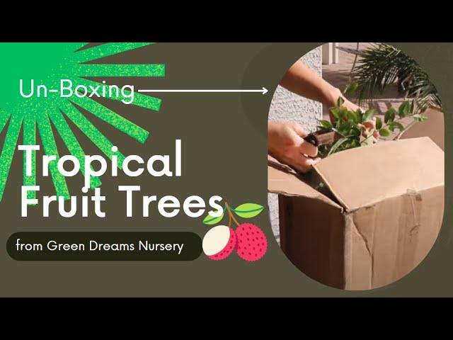 Unboxing Subtropical Fruit Trees from Green Dreams Nursery & Media Change/Re-Potting