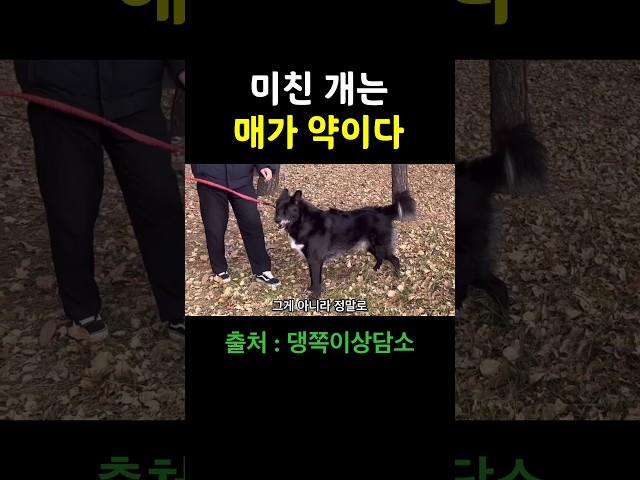 300만다른 강아지에게 공격적인 강아지 행동교정법