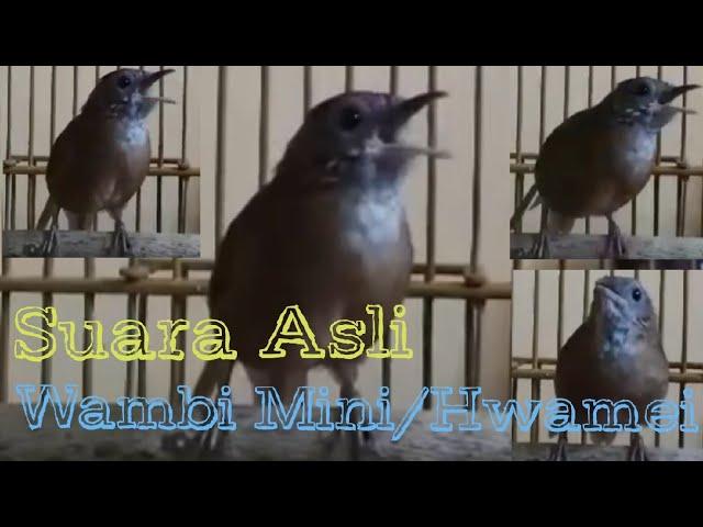 Suara Asli Wambi Mini/Hwamei Gacor pas buat Masteran dan mikat