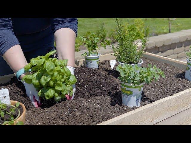 Planting an Herb Garden