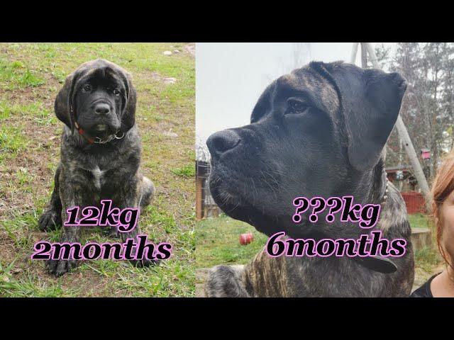 How fast English Mastiff grows? Tellus growth from 2months old to 6months old.