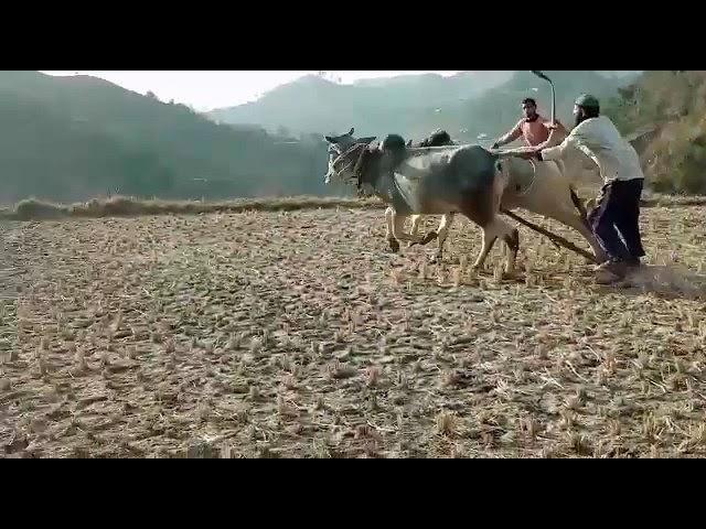 ox race in jamola