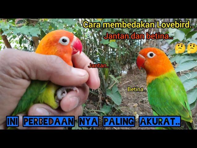 Cara membedakan Lovebird jantan dan betina paling akurat..!!2023